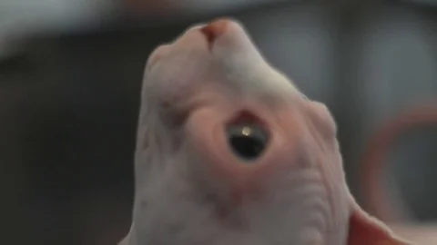 Sphynx cat face.Exhibition Video stock 75819299