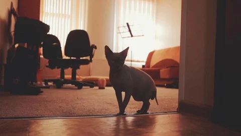 Sphynx cat 動画素材 86705862