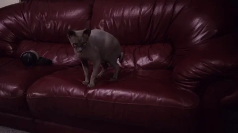 Sphynx cat Stock Footage 86705899