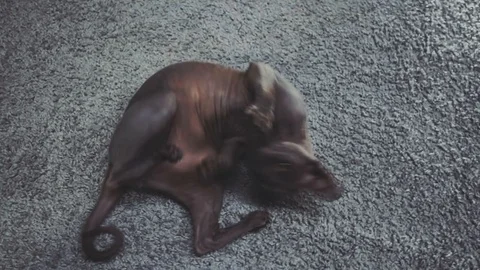 Sphynx cat 库存影片 86705910