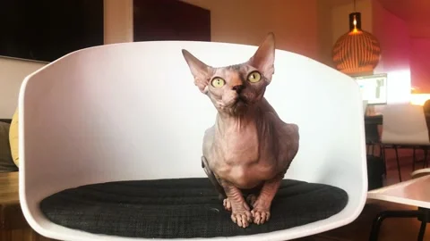 Sphynx Cat Stock Footage 169093943