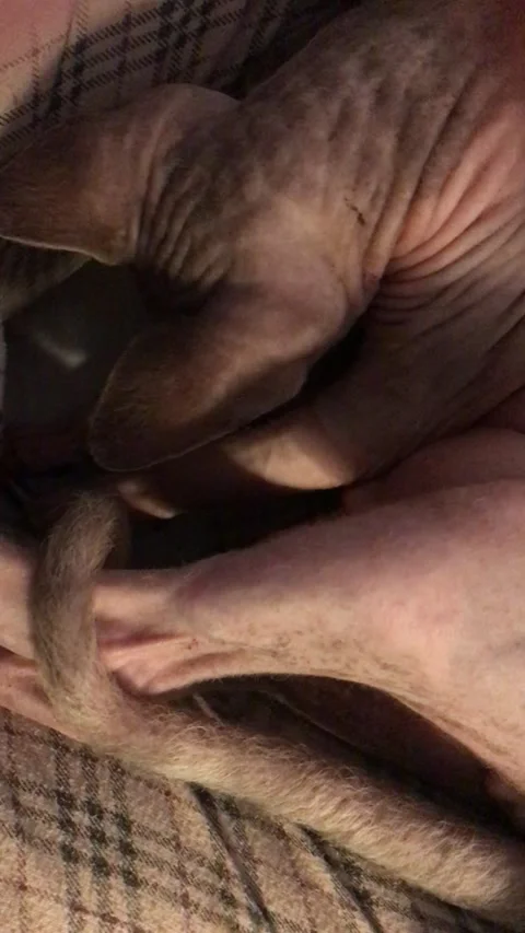 This is a sphynx cat Stock Footage 231491565