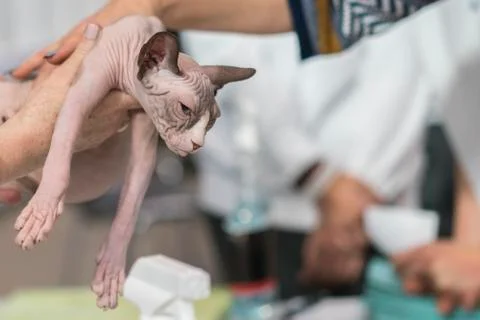 Sphynx cat in hand Stock Photos