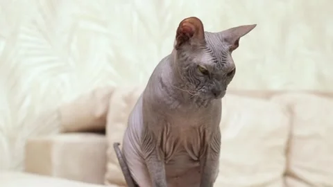 Sphynx cat in home interior. Pets, purebred animals, cat life at home. Stock Footage 268262427