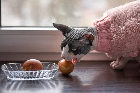 A Sphynx cat is intently investigating an easter egg in a clear glass dish .. Stock Photos