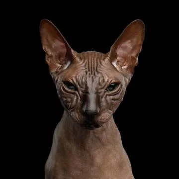 Sphynx Cat on isolated black background Stock Photos