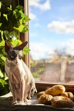 Sphynx cat with jewelry posing by bread rolls in sunlight Stock Photos