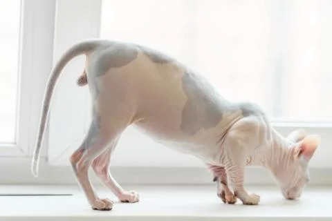 Sphynx cat jumped onto window Stock Photos