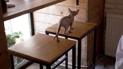 Sphynx Cat Jumping in a Cafe Stock-Footage 293162631