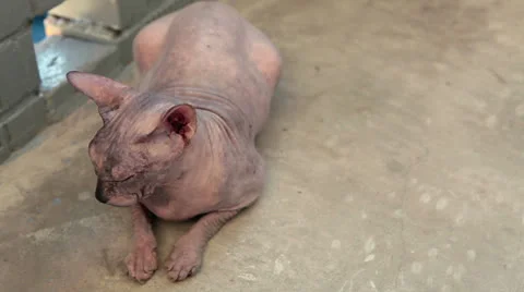 Sphynx cat laying on floor. Copyspace Stock Footage 24686276