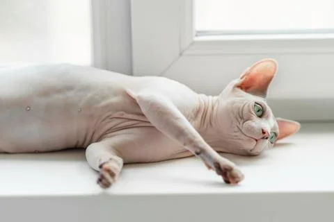 Sphynx cat laying on window Stock Photos