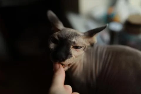 Sphynx cat licks the girl's finger. Stock Photos