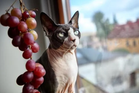 Sphynx cat looking outside window with grapes Stock Photos