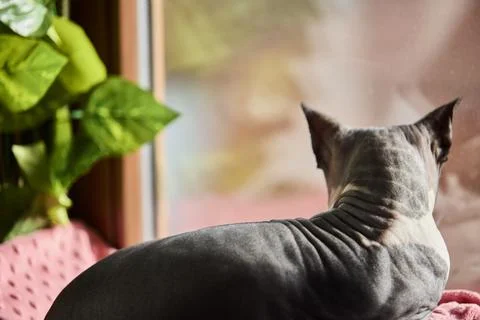 Sphynx cat looking through window at warm sunset light Stock Photos