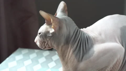 Sphynx cat looks at the camera. Bald cat close up. Video stock 153158395