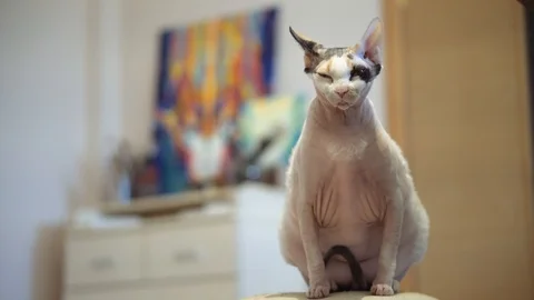Sphynx cat old cat fat cat | Stock Video | Pond5