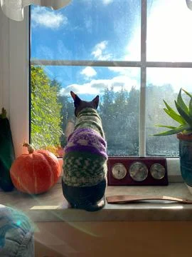 Sphynx cat in patterned sweater with pumpkin at autumn window Foto stock