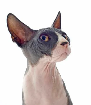Sphynx cat Stock Photos