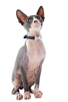 Sphynx cat Stock Photos