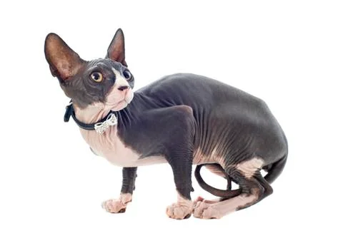 Sphynx cat Stock Photos
