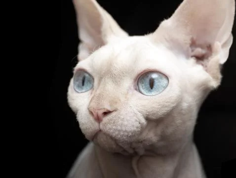 Sphynx Cat Stock Photos