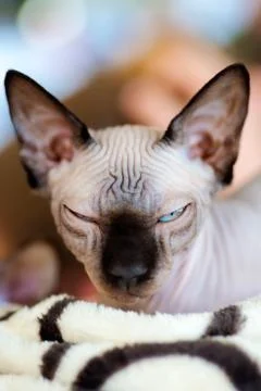 Sphynx cat Stock Photos