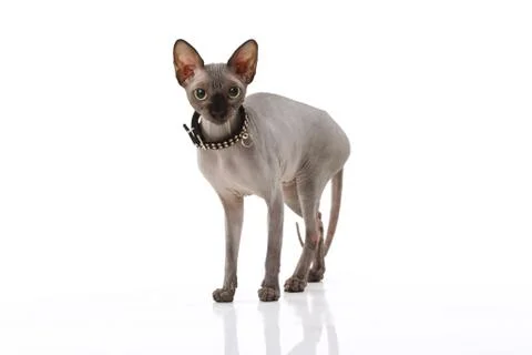 Sphynx cat Stock Photos