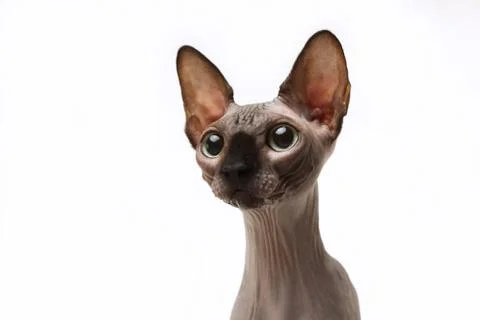 Sphynx cat Stock Photos