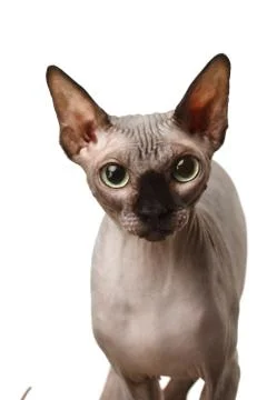 Sphynx cat Stock Photos