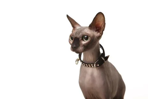 Sphynx cat Stock Photos