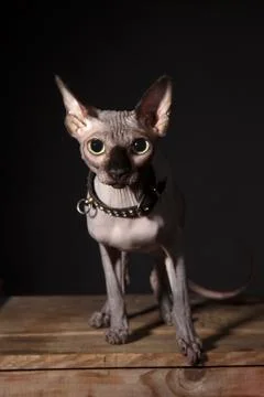 Sphynx cat Stock Photos