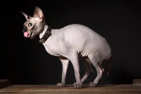 Sphynx cat Stock Photos
