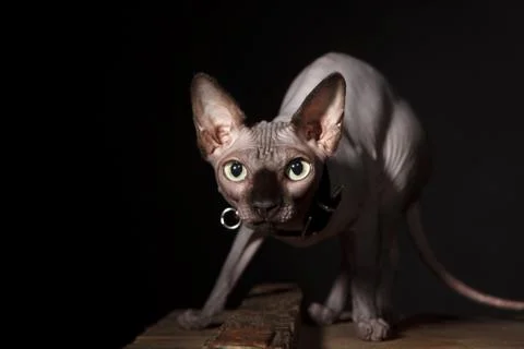 Sphynx cat Stock Photos