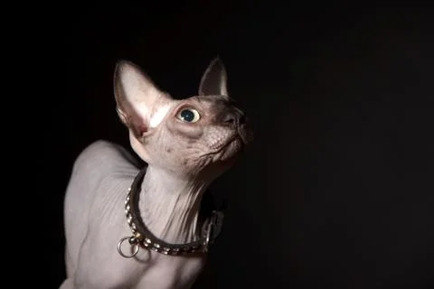 Sphynx cat Stock Photos