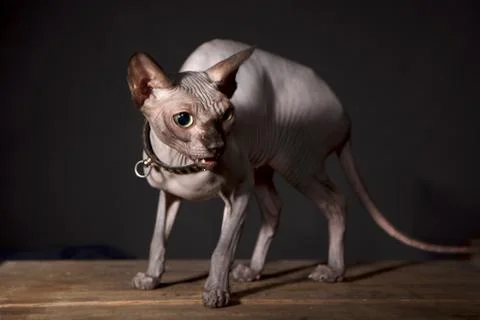 Sphynx cat Stock Photos