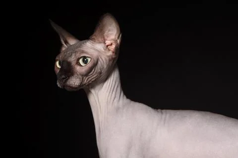 Sphynx cat Stock Photos