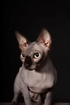 Sphynx cat Foto stock