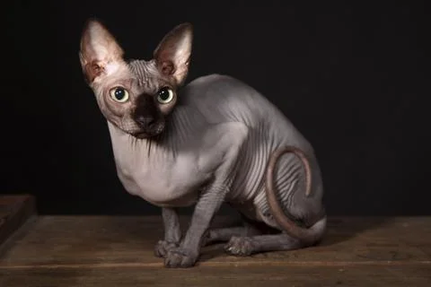 Sphynx cat Foto stock