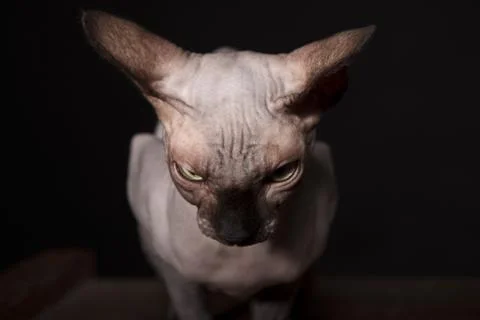 Sphynx cat Stock Photos