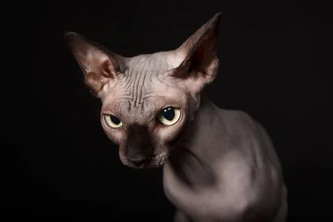 Sphynx cat Stock Photos