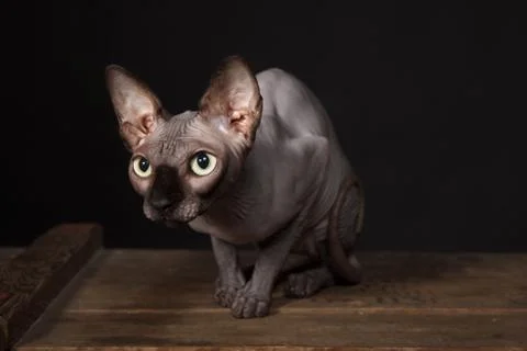 Sphynx cat Stock Photos