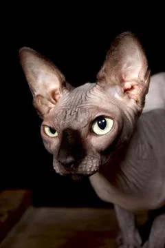 Sphynx cat Stock Photos