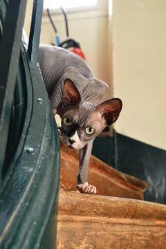 Sphynx cat Stockfoto's