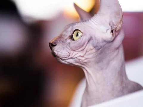 Sphynx Cat Stock Photos