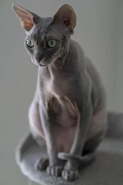 Sphynx cat Foto stock