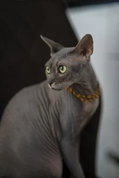 Sphynx cat Stock Photos