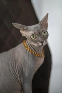Sphynx cat Stock Photos
