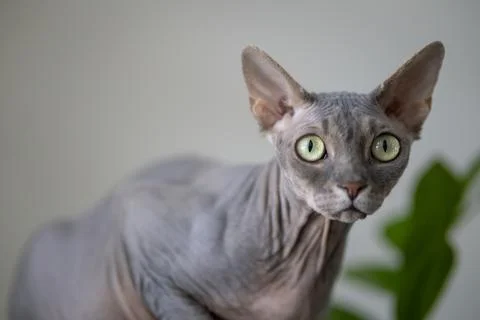 Sphynx cat Foto stock