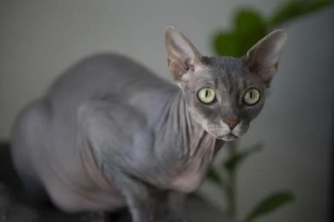Sphynx cat Stock Photos