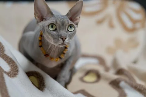 Sphynx cat Stock Photos